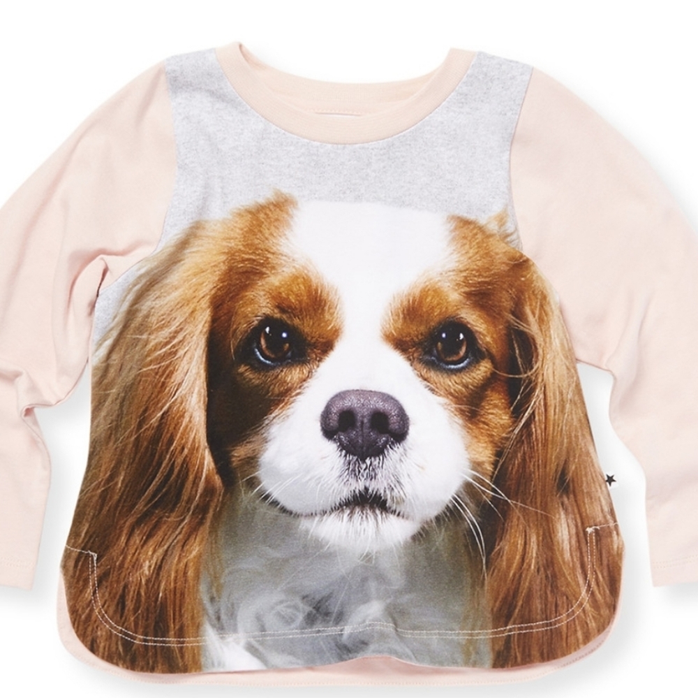 ISO Molo Eline CKCS Puppy top fit 2 & or 6 years